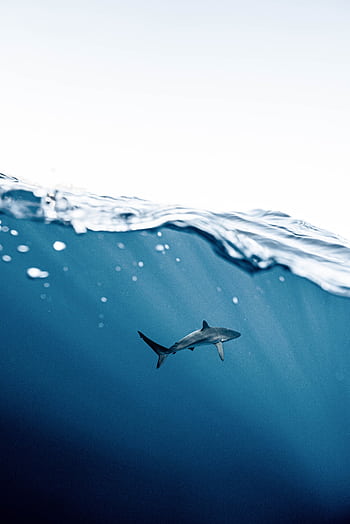 Captured moment of a shark swimming beneath the surface highlight oceanic beauty. HD phone wallpaper