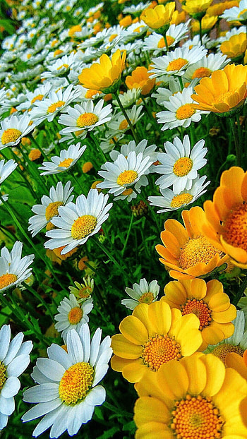 Flower, White Yellow Flower HD phone wallpaper