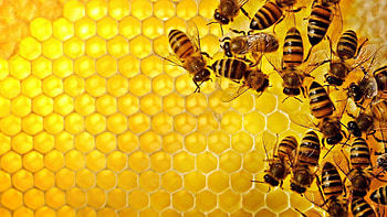 Bee, Honey bee buzz, Nature's pollinators, Beautiful insect HD wallpaper