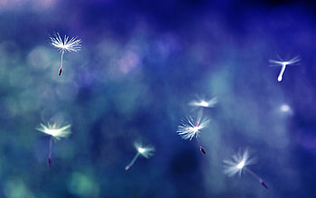 Dandelion seeds, Airborne marvels, Whimsical wonders, Botanical flight HD wallpaper