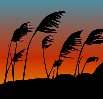 Sunset, silhouette, sky, plants, digital art HD wallpaper