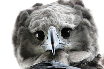 Harpy Eagle, Magnificent creature, Wingspan extended, Wilderness dweller HD wallpaper