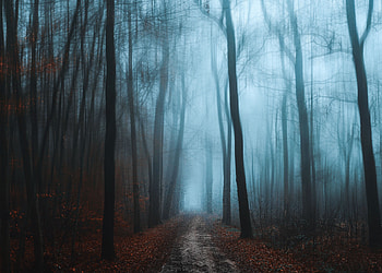 Nature, Autumn, Forest, Fog, Path, Foliage HD wallpaper