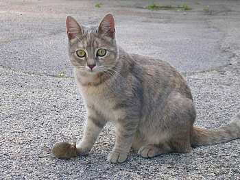 Cat w Mouse, funny HD wallpaper