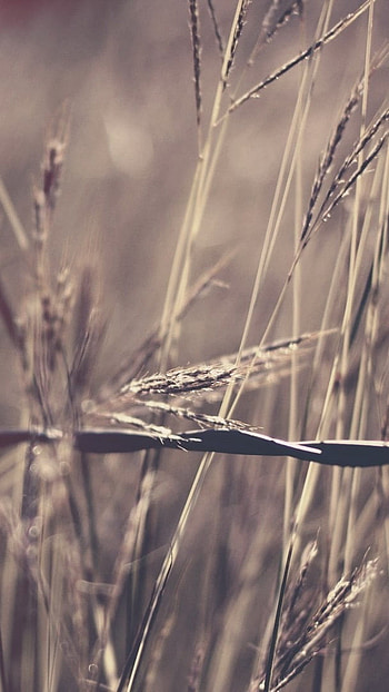 Whatsapp, Wire, grass HD phone wallpaper