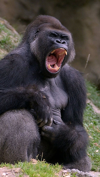 Virunga National Park, Monkey debate, Controversial, Wildlife HD phone wallpaper