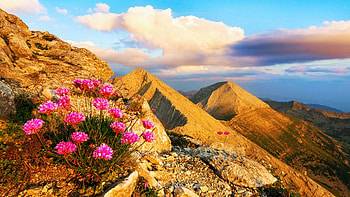 Bulgarian Mountains, wildflowers, clouds, landscape, flowers, sky, rocks HD wallpaper