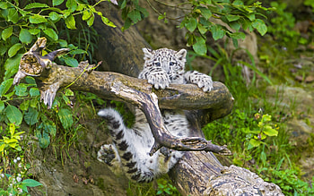 Animals, Wood, Leopard, Tree, Branches, Playful HD wallpaper