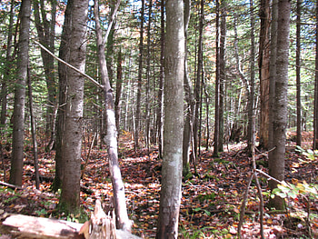 busy forest fall full time, trees, nature, peaceful, forest HD wallpaper