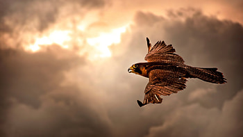 Hawk Flying In Sky HD wallpaper