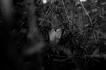 Flowers, Grass, Flower, Bw, Chb, Spring, Crocus HD wallpaper