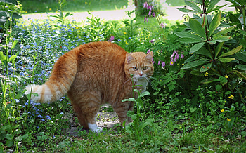 Animals, Grass, Cat, Striped, Redhead HD wallpaper