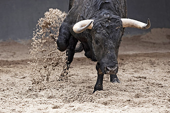 Bulls, Cautionary note, Prudent behavior, Nature's warning HD wallpaper