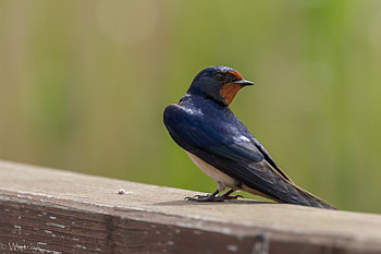 Barn swallow, Hirundo rustica, Beautiful plumage, Nature observation HD wallpaper