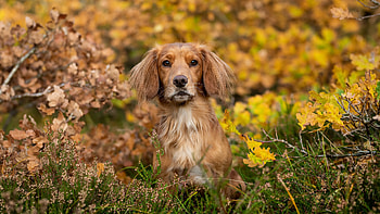 Spaniel, animal, dog, field HD wallpaper