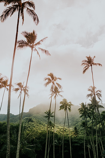 Nature, Mountains, Palms, Vegetation, Tropics HD phone wallpaper