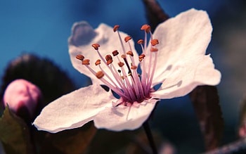 Flower, Macro, Light, Light Coloured, Stamens, Pistils, Pestics HD wallpaper