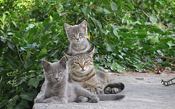 Animals, Cat, Greens, Kittens HD wallpaper