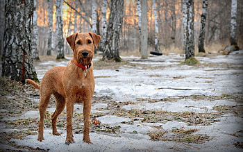 Animals, Snow, Forest, Dog, Muzzle, Stroll, Spring, Collar HD wallpaper