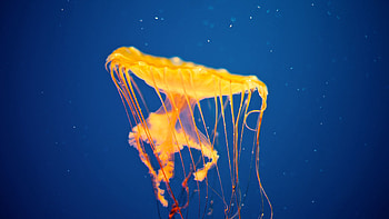 Animals, Jellyfish, Underwater World, To Swim, Swim HD wallpaper