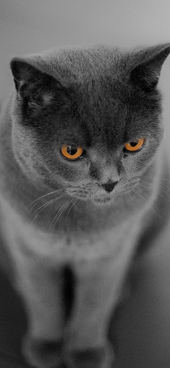 British Cat, Curious orange-eyed cat, X , background HD phone wallpaper