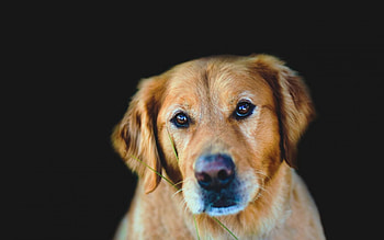 Animals, Background, Dark, Dog, Muzzle, Sadness, Sight, Opinion, Sorrow HD wallpaper