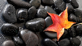 Background, Stones, Leaves, Drops HD wallpaper
