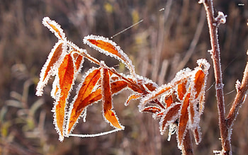 Frozen autumn leaves, frost, frozen, graphy, fall, , frosty, leaves, abstract, autumn, nature, leaf, , macro HD wallpaper
