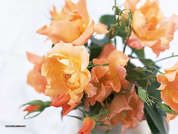 Peach Cream, yellows, bouquet, peach, floral, spring, leaves, pretty, flowers, cream HD wallpaper