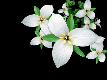 Plants, Flowers, Background HD wallpaper