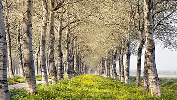 Birch tree , 26 , Birch tree HD wallpaper