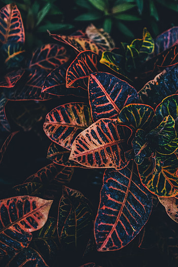 Flowers, Leaves, Plant, Close-Up, Striped HD phone wallpaper