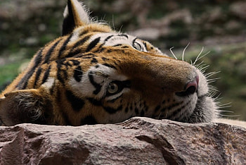 Sad Tiger, animal, Rock, head HD wallpaper
