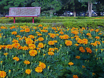 Bed of flowers, nature, flowers, bed of HD wallpaper
