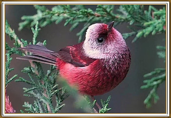 FRAMED BIRD, BIRDS, NATURE, , FRAMED HD wallpaper