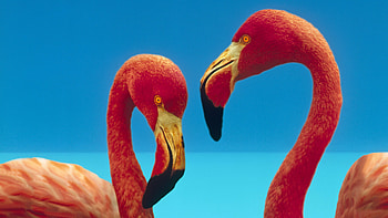 Vibrant flamingo, Artistic , Nature's masterpiece, Majestic wildlife HD wallpaper