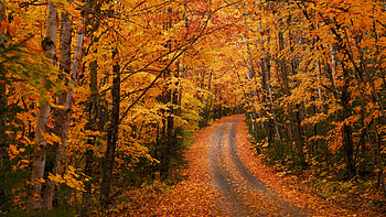 Autumn Path, Path, trees, Nature, Autumn, park HD wallpaper
