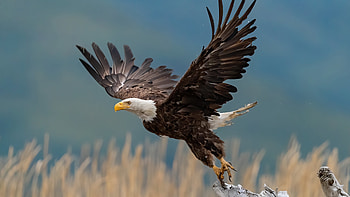 Bald Eagle, Majestic bird, Zoey peltier, Animal kingdom HD wallpaper