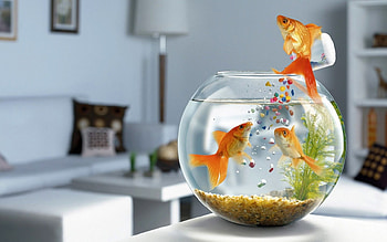 Objects, Fishes HD wallpaper