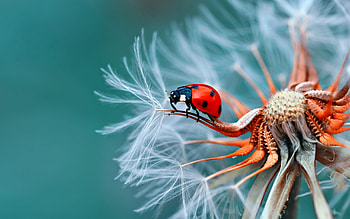 Ladybugs, Insects HD wallpaper