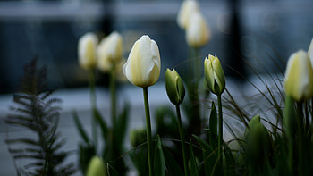 Tulip (Nature), tulips, White flowerbed HD wallpaper