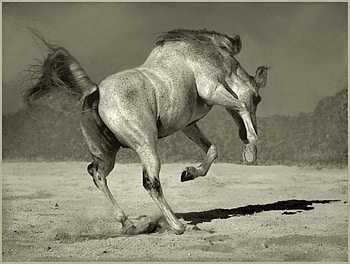 Playing Jump, horse, stallion, animals, cavalo HD wallpaper