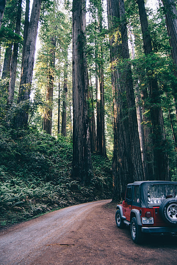 Trees, Cars, Road, Forest, Suv HD phone wallpaper