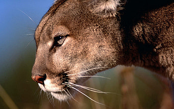 Animals, Puma, Muzzle, Predator, Big Cat, Profile HD wallpaper