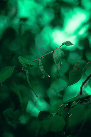 Leaves, Drops, Macro, Branches HD phone wallpaper