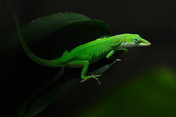 Animals, Darkness, Foliage, Lizard HD wallpaper
