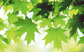 Plants, Background, Leaves HD wallpaper