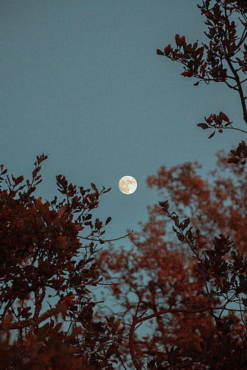 Captivating full moon framed by silhouetted tree branches against a night sky, evoking a serene and mystical mood. HD phone wallpaper
