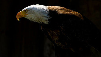 Bald Eagle, High-definition , Colorful background, beauty HD wallpaper