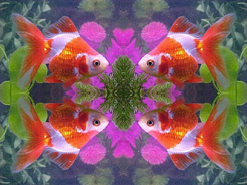 GOLDFISH ABSTRACT, fish, abstract, gold, form HD wallpaper